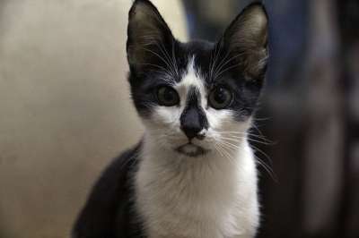 猫 愚蠢的 黑色的 白色的 有趣的 特点 宠物 动物 棕色有趣的