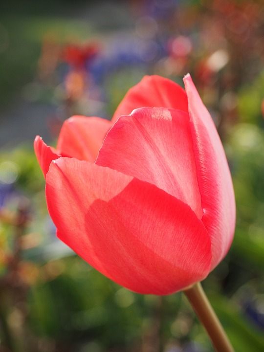 郁金香 红色的 花 红色郁金香 红花 花瓣 红色花瓣 盛开 开花