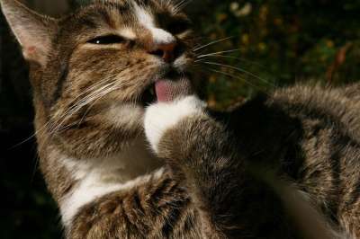 家畜 猫 猫洗 鲭鱼