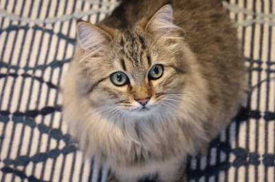 猫 宿醉 家畜 家猫 动物 老虎 小猫 猫脸 猫眼 毛皮