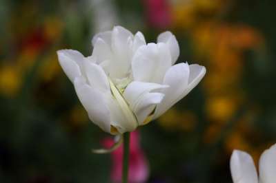郁金香 白色的 花园 花 性质 工厂 花瓣