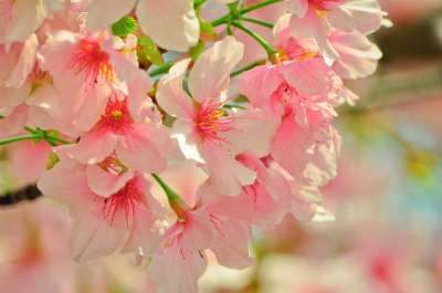 櫻花 春天 植物 花卉 Cherry Blossoms Spring