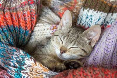猫 小猫 孩子 宠物 首页 小的 梦 动物 猫咪