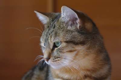 猫 老虎 毛皮 自然 动物 猫科动物 哺乳动物 爱情