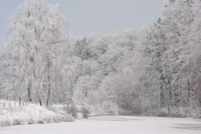 雪 冬天 寒冷的 浪漫的 情绪 冬季景观 下雪的 树 十二月