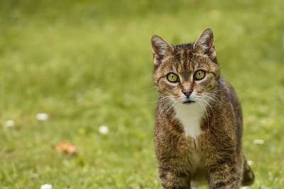 猫 家畜 动物 小猫 肖像 眼睛 可爱的 毛皮 猫眼 驯化