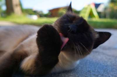 猫 暹罗 品种猫 小猫 毛皮 暹 动物