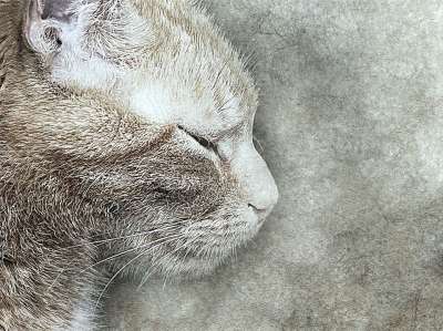 猫 宠物 艺术 抽象 优质的 动物 基蒂 艺术的 设计 肖像
