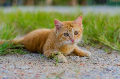 猫 动物 摄影 宠物 毛皮 肖像 猫科动物 老虎 可爱的 基蒂
