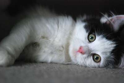 小猫 猫 可爱的 宠物 灰猫 灰色的宠物