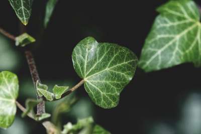 常春藤 植物 花园 自然 攀缘植物 植物学 叶子 生长 特写