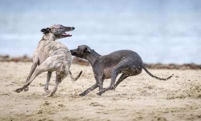 动物 犬类 小狗 猎犬 哺乳动物 户外 宠物 沙 海滨