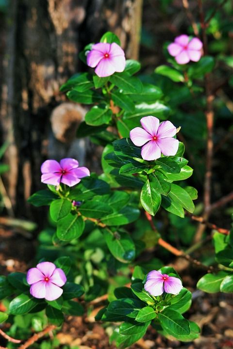 粉色长春 花朵 长春 树叶 盛开 开花 粉红色的花朵 植物群