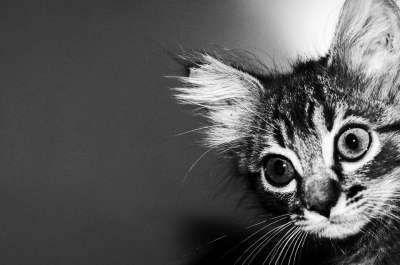 猫 小猫咪 吉祥物 猫科动物 动物 小猫 猫的样子 家猫 动物群