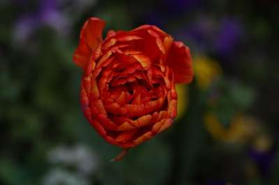 郁金香 红色的 花园 花 性质 工厂 花瓣