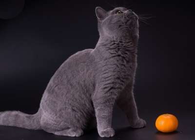 猫 小猫 宠物 灰色的 普通话