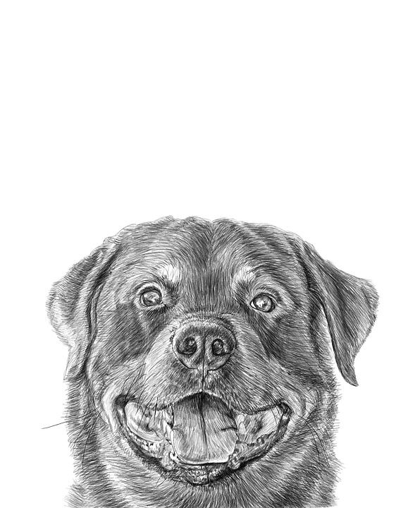罗威纳犬 铅笔 画画 画 狗 狗肖像 狗艺术 素描 喜欢狗