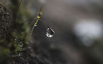 露滴 雨滴 飞沫 选择性聚焦 自然