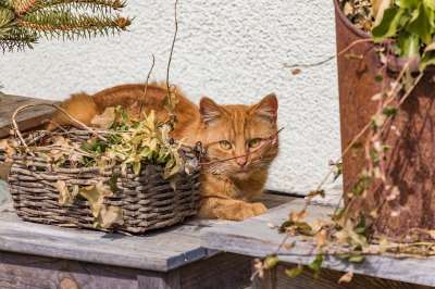 猫 红色的 静物 老虎 猫脸 猫眼 可爱的