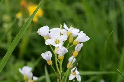 浮渣 野生植物 野花 关闭 海葵 毛茛 自然 开花 盛开
