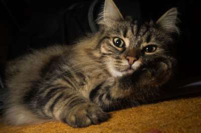 猫 挪威森林猫 猫眼 可爱的 耳朵 Katzenkopf 头 动物