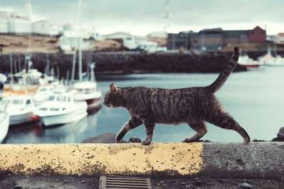 猫 宠物 动物 目睹 海 水 海岸 船 游艇 运输 旅行
