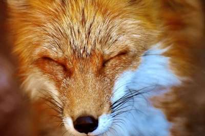 狐狸 野生动物 动物肖像 自然 生物 野生公园