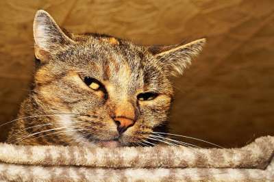 猫 女性 家畜 猫脸 狮子 家猫 动物 肖像 猫眼 可爱的