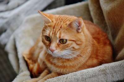 猫 宿醉 红色的 可爱的 鲭鱼 老虎 舒适 动物 家猫 毛皮