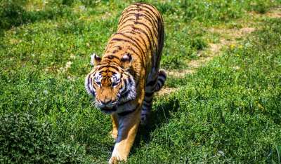动物园 Paugres 阿尔代什 动物 访问 假日 猞猁 野猫
