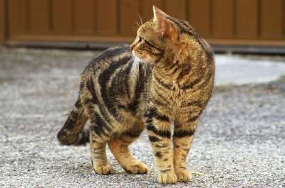 猫咪 流浪猫 斑猫 猫 流浪