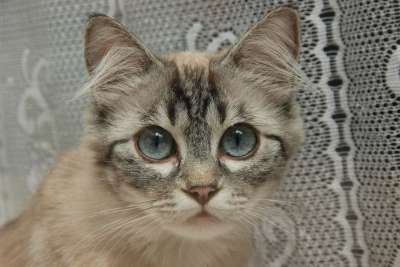 猫咪 眼睛 蓝色 鼻子 动物 宠物 哺乳动物