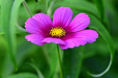 Cosmea 花 植物 花瓣 雌蕊 蕊 叶子 花园 夏天