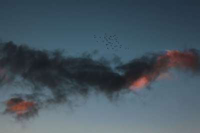 鸟类 云 天空 日落 多云的 景观 自然