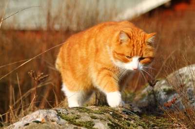 猫 春天 猫咪 猫科动物 蓬松的 可爱的猫 宠物 动物