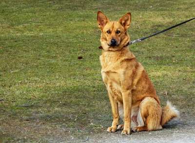 狗 动物 哺乳动物 犬类 宠物 国内的 坐着 户外的 皮带 草