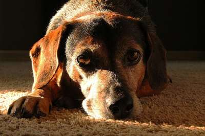 可爱的 暮 哀悼 狗 伤心 猎犬 笨蛋 疲劳的 手表 灯光