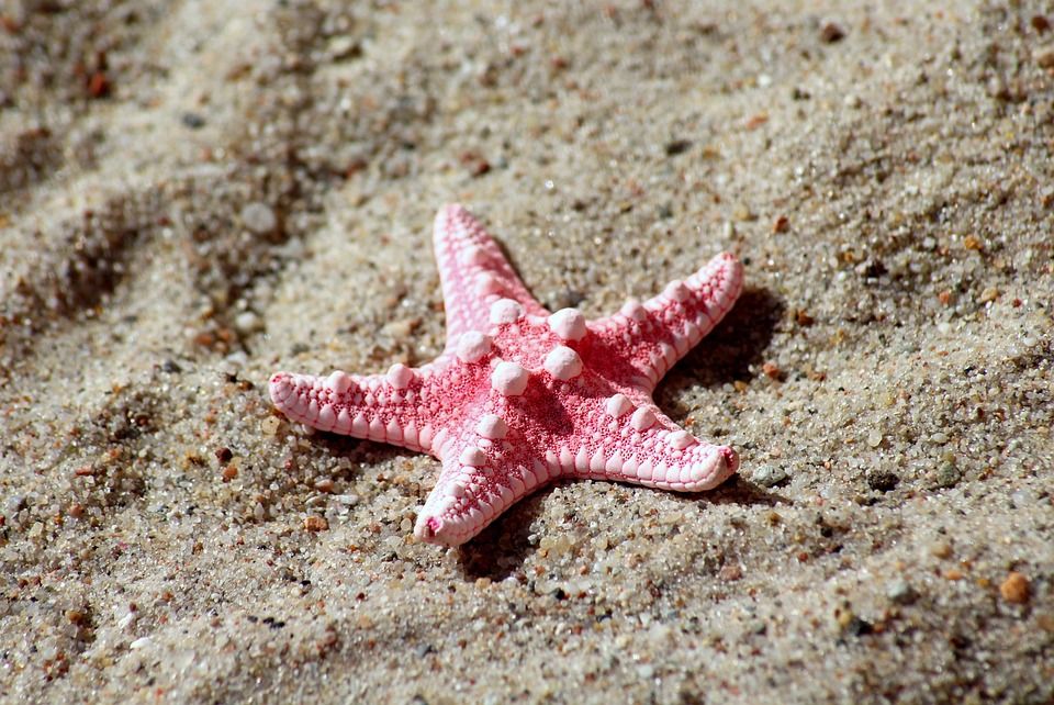 海星, 贝壳, 砂, 海滩, 夏天, 假期, 旅行, 性质, 海星, 海星