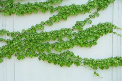 爬山虎 藤蔓 植物 绿色 叶子 绿叶 攀爬 爬山虎 爬山虎