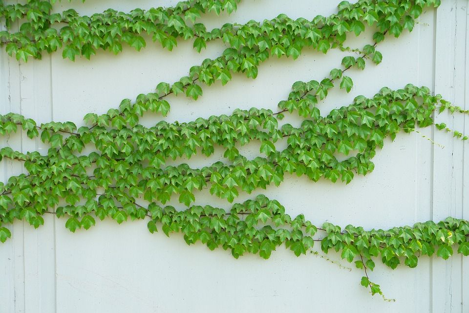 爬山虎, 藤蔓, 植物, 绿色, 叶子, 绿叶, 攀爬, 爬山虎, 爬山虎
