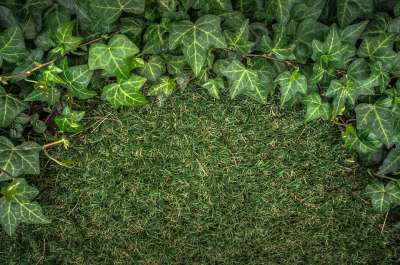 常春藤 植物 草 大自然 抽象 绿色 叶子 草叶 联盟的州