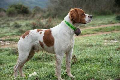 狗 宠物 动物 布列塔尼 西班牙猎犬 国内的 犬类 哺乳动物