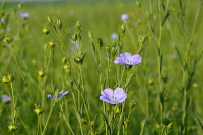 花朵 春天 原野 草地 植物学 盛开 开花 自然 生长 特写