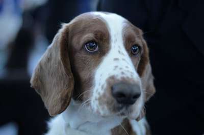 狗 毛皮 斑 肖像 棕色 白 Dogshow 远程访问 甜的