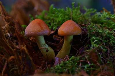 森林 蘑菇 树桩 关闭 落下
