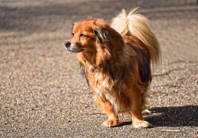 狗 动物 哺乳动物 犬类 小狗 长毛狗 宠物 国内的 品种