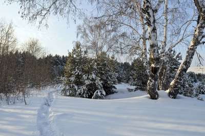 雪 树木 冬天 故事 漂移 背景