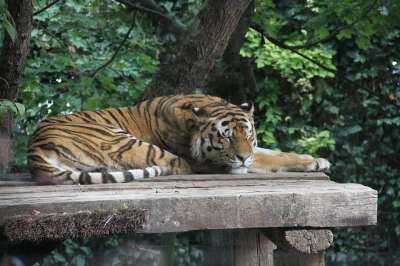 老虎 猫科动物 捕食者 动物 动物园 野生动物 荒野 自然