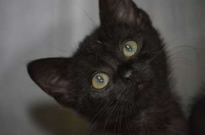 猫 黑猫 动物福利 小猫 自然