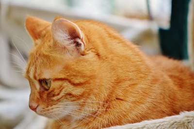 猫 宿醉 红色的 可爱的 鲭鱼 老虎 舒适 动物 家猫 毛皮